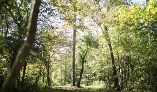 Photo #5 of Hollywood Road, Appomattox, VA 84.4 acres