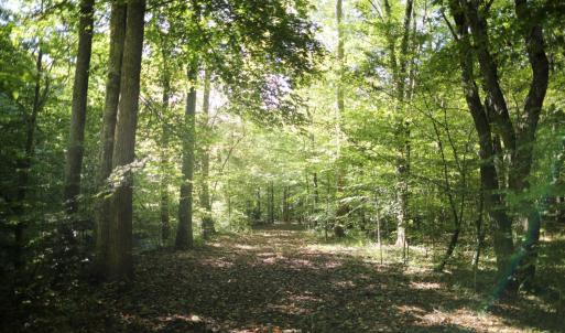 Photo #6 of Hollywood Road, Appomattox, VA 84.4 acres