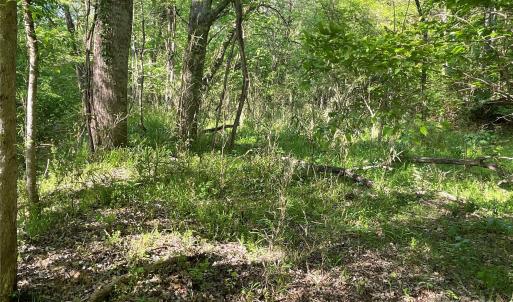 Photo #15 of 1265 Burris, Sharon, SC 137.0 acres