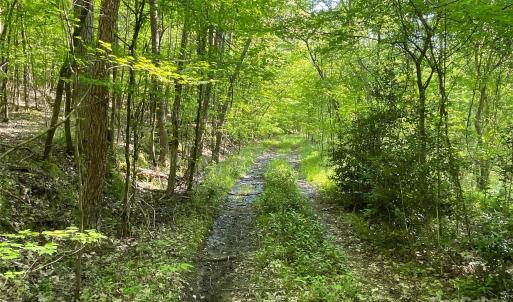 Photo #12 of 1265 Burris, Sharon, SC 137.0 acres