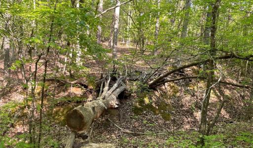 Photo #18 of 1265 Burris, Sharon, SC 137.0 acres