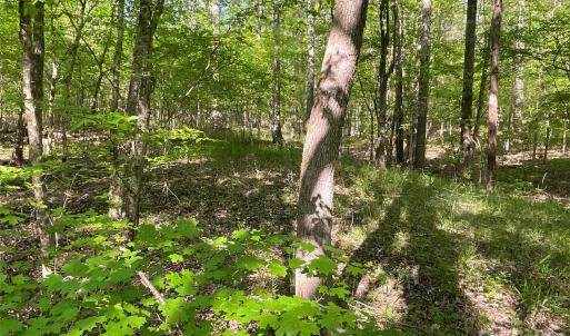 Photo #8 of 1265 Burris, Sharon, SC 137.0 acres