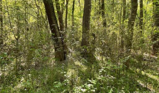Photo #10 of 1265 Burris, Sharon, SC 137.0 acres