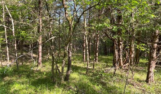 Photo #21 of 1265 Burris, Sharon, SC 137.0 acres