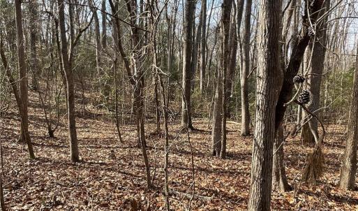 Photo #18 of 161 Little River Trail Little River, Lancaster, SC 25.4 acres