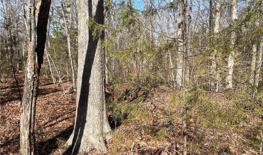 Photo #13 of 161 Little River Trail Little River, Lancaster, SC 25.4 acres