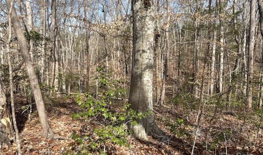 Photo #11 of 161 Little River Trail Little River, Lancaster, SC 25.4 acres