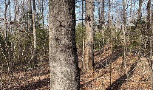 Photo #22 of 161 Little River Trail Little River, Lancaster, SC 25.4 acres