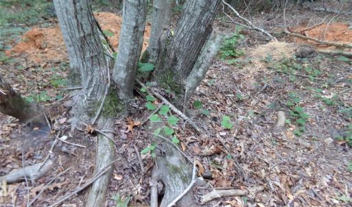 Photo #6 of Nc 138, Norwood, NC