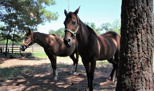 Photo #10 of 844 Bellegray, Clover, SC