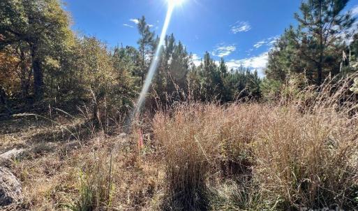 Photo #3 of 11.53 acres Old Camden, Lancaster, SC