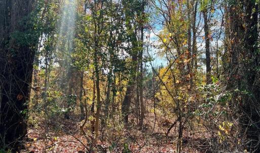 Photo #10 of 11.53 acres Old Camden, Lancaster, SC