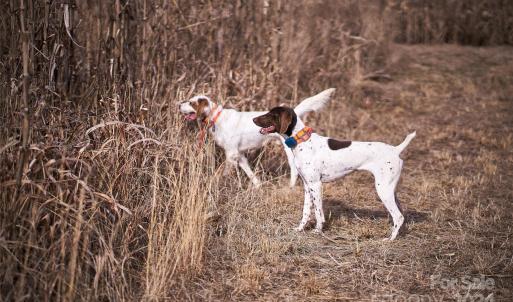 Photo #45 of 229 Joseph Kershaw, Eastover, SC