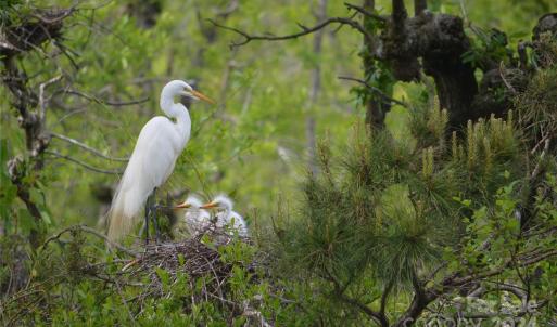 Photo #34 of 229 Joseph Kershaw, Eastover, SC