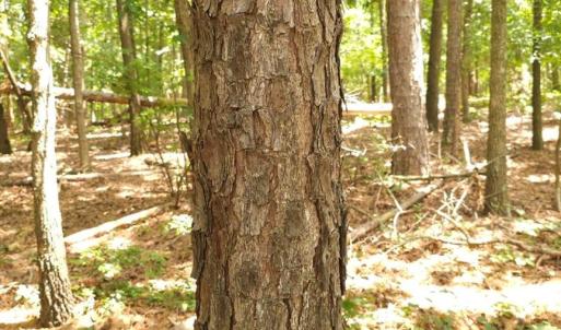 Photo #5 of TBD Traywick, Peachland, NC
