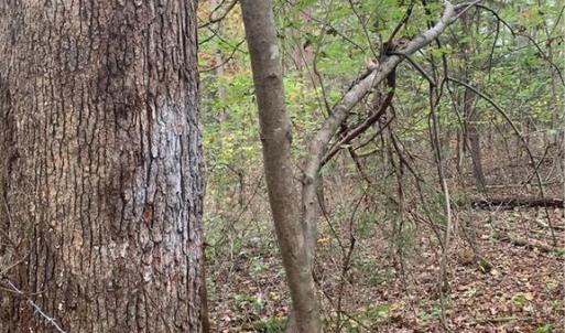 Photo #4 of 6244 RA Austin, Marshville, NC