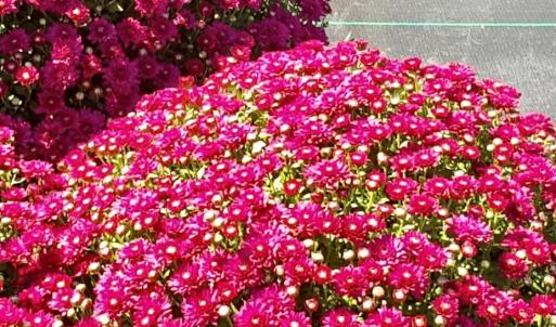 Photo #44 of 32544 Hwy 9, Pageland, SC