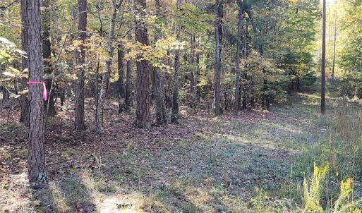 Photo #7 of TBD Stallion, Lancaster, SC