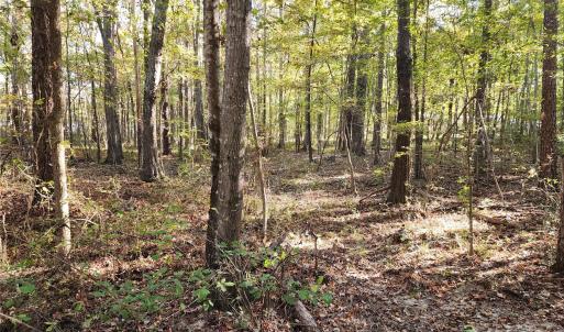 Photo #13 of TBD Stallion, Lancaster, SC