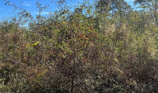 Photo #4 of Spring Branch, Laurinburg, NC