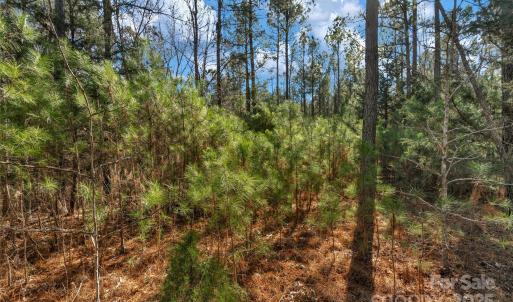 Photo #27 of Old Douglass, Blackstock, SC