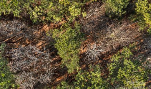Photo #24 of Old Douglass, Blackstock, SC