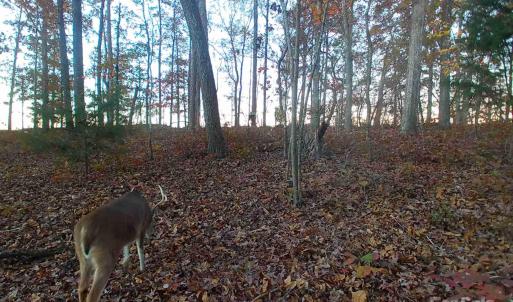 Photo #13 of 7210 Mission, Mount Pleasant, NC