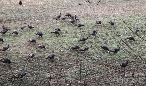 Photo #7 of Needmore, Woodleaf, NC