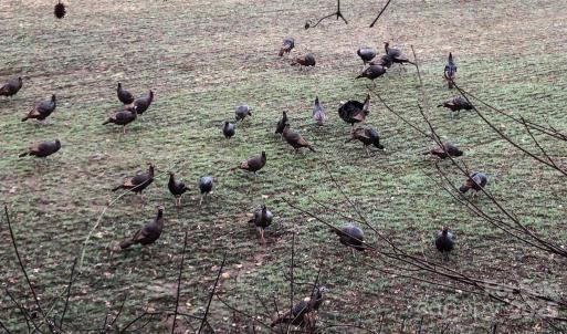 Photo #8 of Needmore, Woodleaf, NC