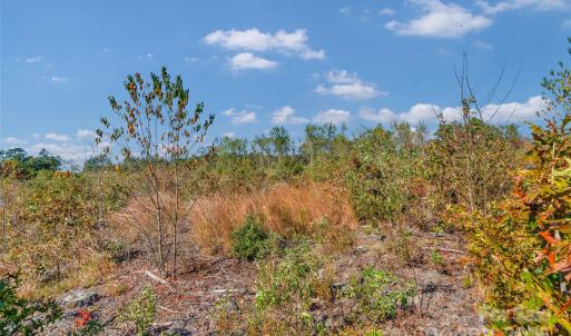 Photo #12 of Riley, Chesterfield, SC