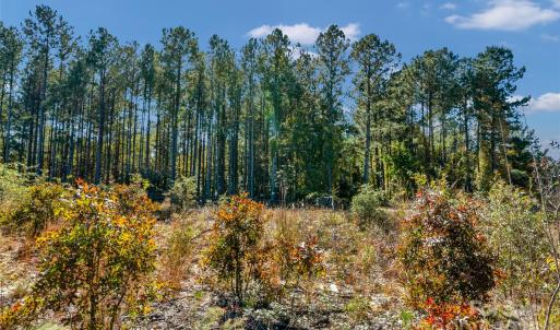 Photo #9 of Riley, Chesterfield, SC