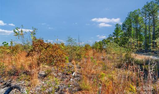 Photo #18 of Riley, Chesterfield, SC