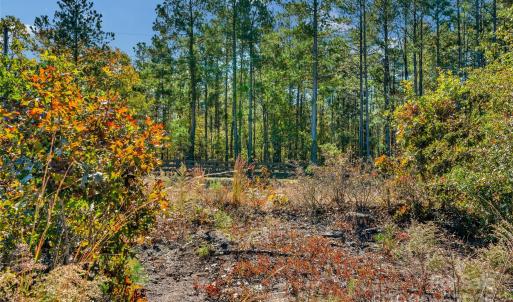 Photo #5 of Riley, Chesterfield, SC