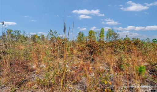 Photo #14 of Riley, Chesterfield, SC