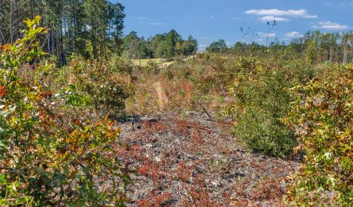 Photo #7 of Riley, Chesterfield, SC