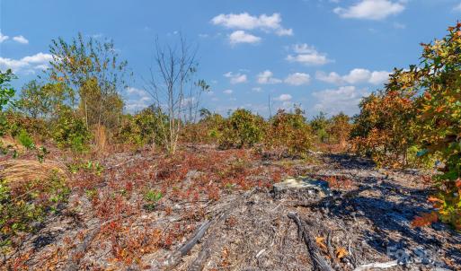 Photo #8 of Riley, Chesterfield, SC
