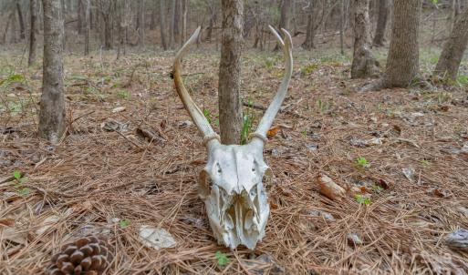 Photo #14 of J B Denton, Lancaster, SC