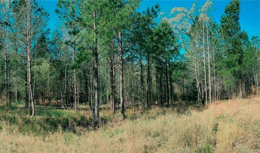 Photo #20 of 511 Moses, Ridgeway, SC