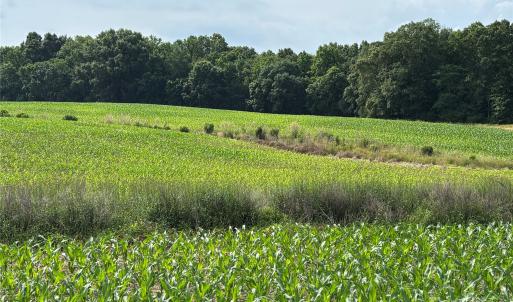 Photo #8 of Wolf Pond, Monroe, NC