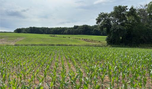 Photo #6 of Wolf Pond, Monroe, NC