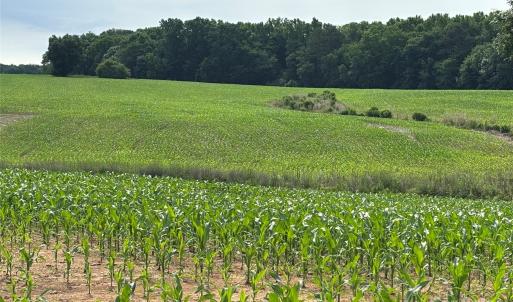 Photo #4 of Wolf Pond, Monroe, NC