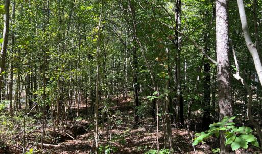 Photo #8 of Nablus, Waxhaw, NC