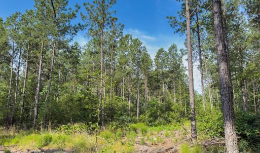 Photo #24 of Chip, Mount Gilead, NC