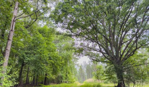 Photo #9 of Chip, Mount Gilead, NC