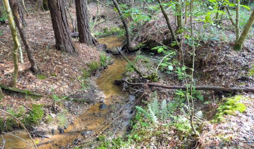Photo #12 of Chip, Mount Gilead, NC