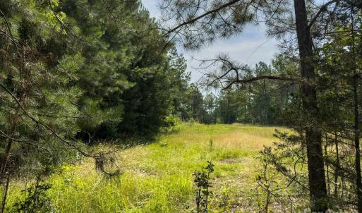 Photo #35 of Chip, Mount Gilead, NC