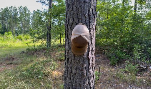 Photo #23 of Chip, Mount Gilead, NC