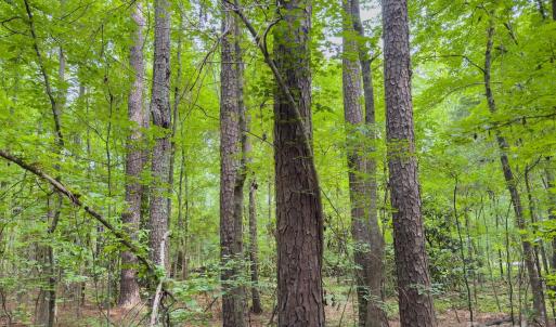 Photo #19 of Powell, Lancaster, SC
