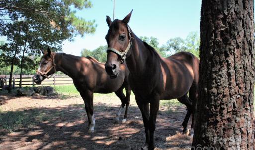 Photo #11 of 808 Bellegray, Clover, SC