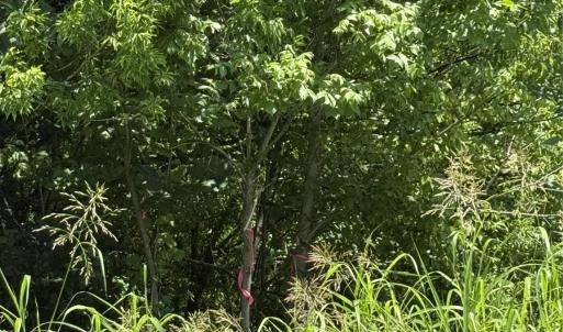 Photo #3 of Lot 4 AND 5 Elliot, Chester, SC